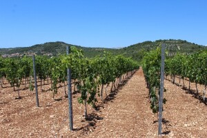 Osigurane nove kreditne linije za vinare i vinogradare