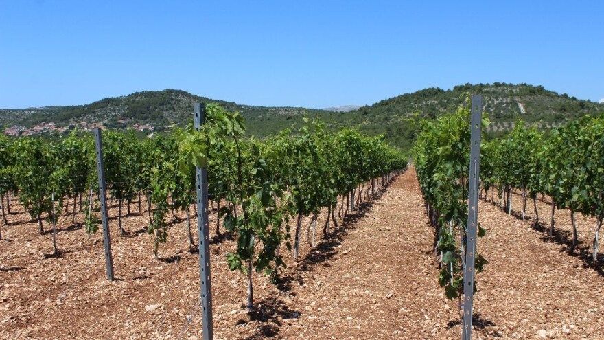 Osigurane nove kreditne linije za vinare i vinogradare