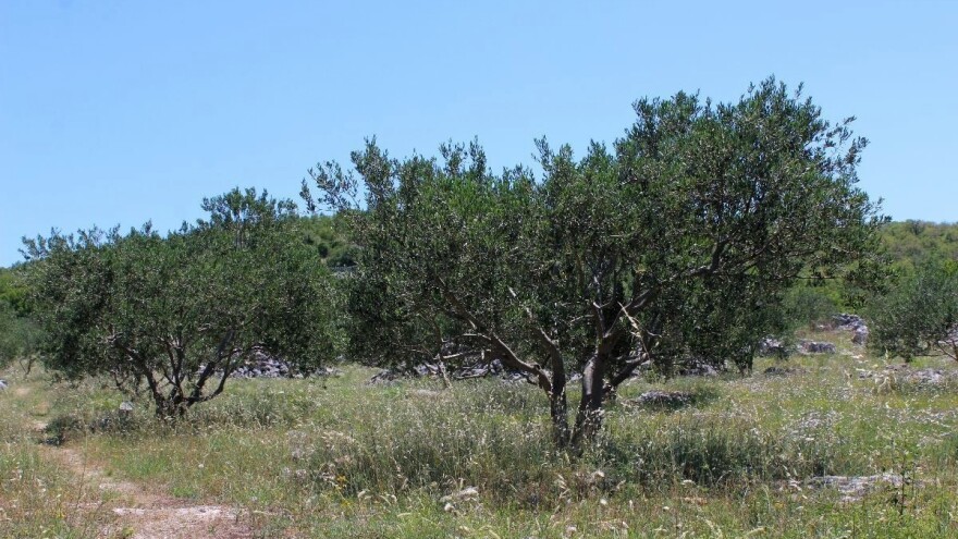Korovi u masliniku: Na što nam ukazuje pojedina vrsta?
