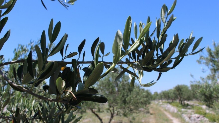 Odradite tretmane protiv Paunovog oka i vodite računa o karenci!