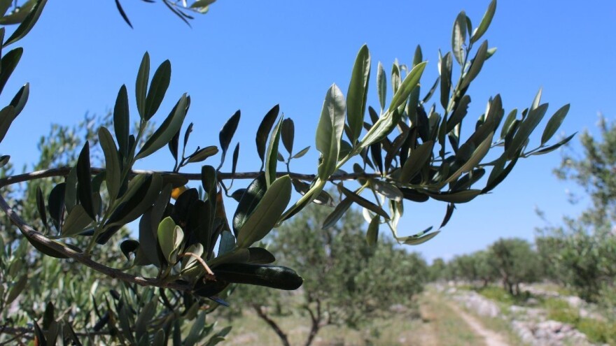 Ne propustite 7. Dane maslinova ulja otoka Hvara