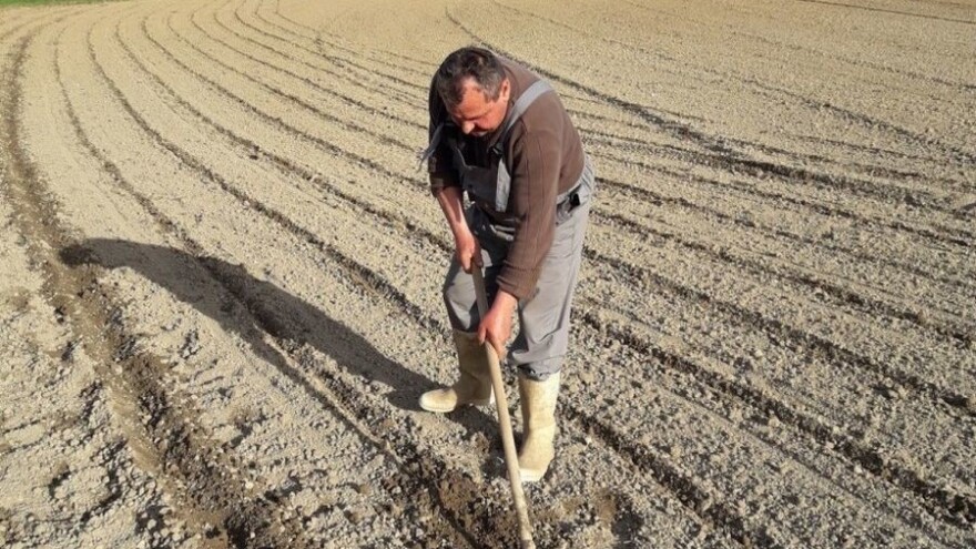 Slavonski češnjak, grah, kupus, krumpir s OPG-a Šestanj - spojili iskustvo i znanje