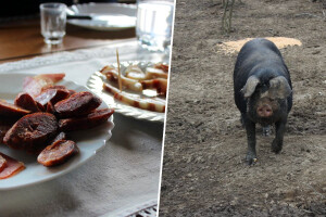 Sirovina iz Vrbanje sušena kod Drniša: Stigle prve dalmatinske delicije od slavonske fajferice