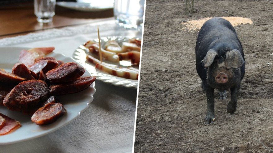 Sirovina iz Vrbanje sušena kod Drniša: Stigle prve dalmatinske delicije od slavonske fajferice