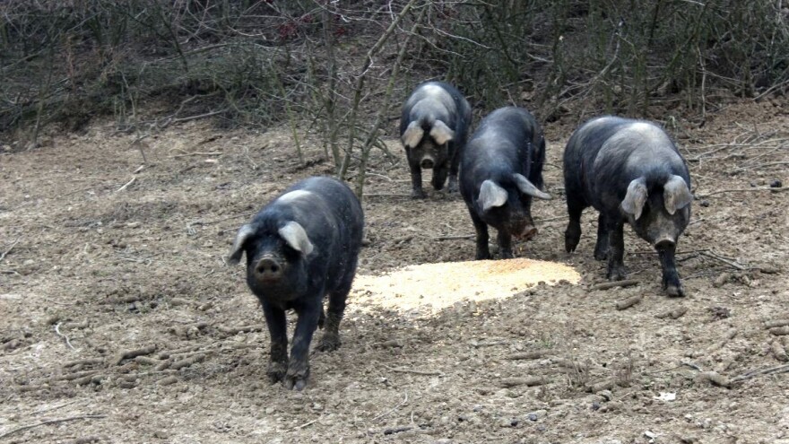 Uzgajate izvorne i zaštićene pasmine? Ostvarite potporu kroz mjeru 10