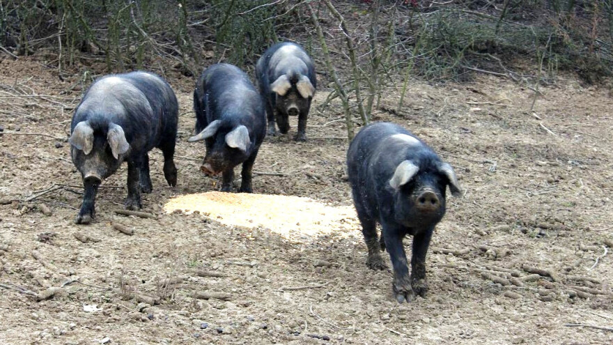 Dražen Lozić: Sa slavonskom crnom svinjom moguće je ostvariti pozitivnu priču