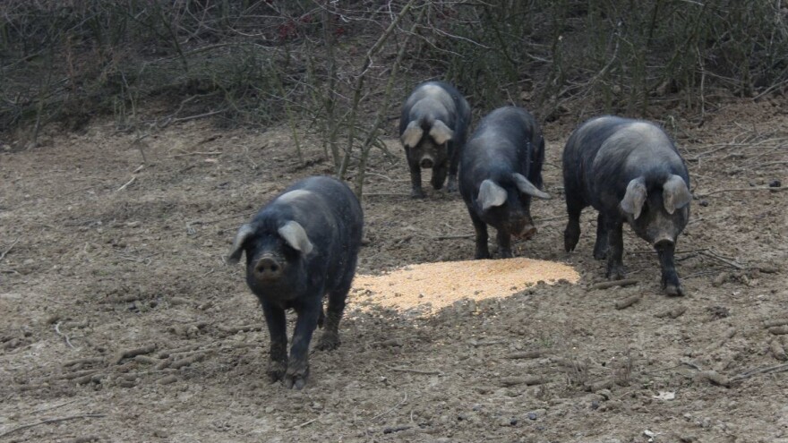 Meso crne slavonske svinje postalo 46. hrvatski proizvod zaštićenog naziva u EU