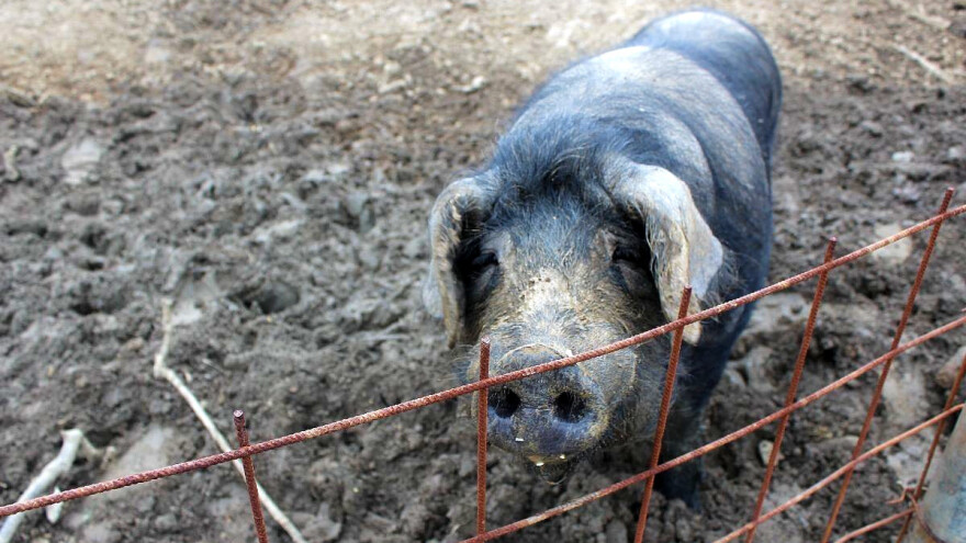 Drastično pala i cijena crne slavonske svinje, isplativa tek prerada?