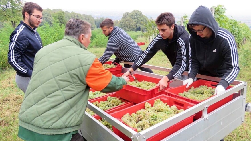 Ranija berba graševine na OPG-u Hoborka kao pun pogodak: Sladori jači, kiseline optimalne