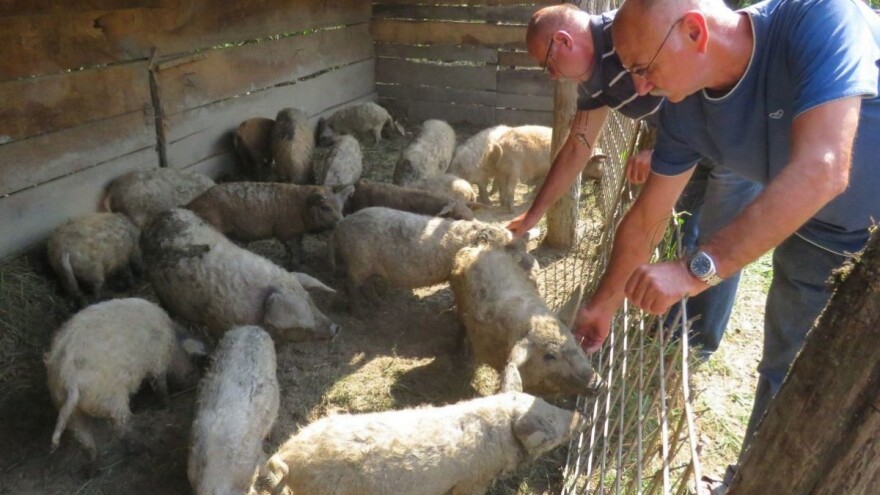 Svi smo se zaljubili u mangulicu, rijetku staru pasminu svinja
