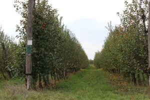Iz Programa ruralnog razvoja isplaćeno gotovo 79 posto dodijeljenih sredstava