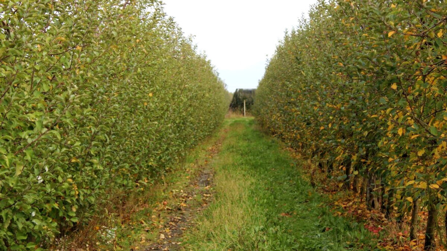 Mjera 10 i primjena ekoloških gnojiva u višegodišnjim nasadima - kako i kada?
