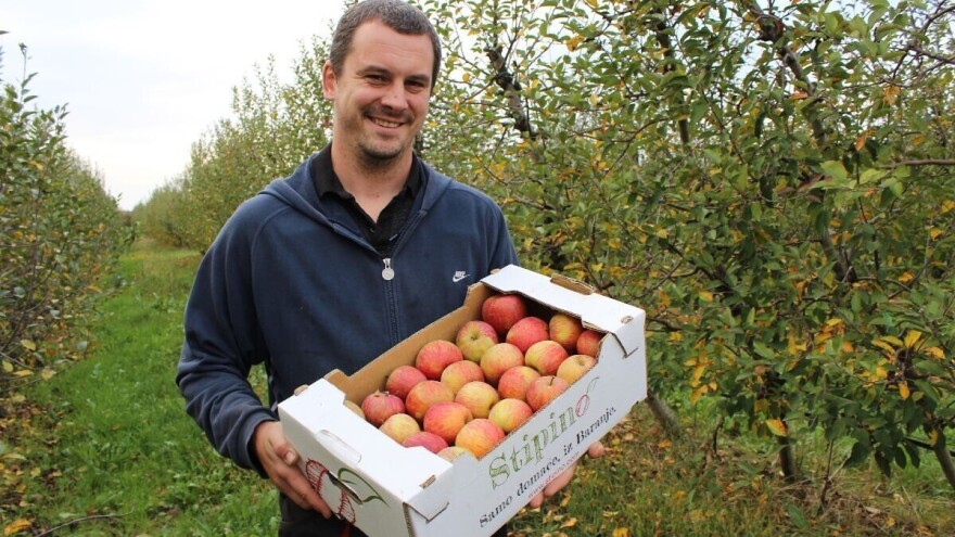 Dođi, uberi, izvaži, plati i odnesi - Stipe Dumančić poziva u berbu jabuke Gala