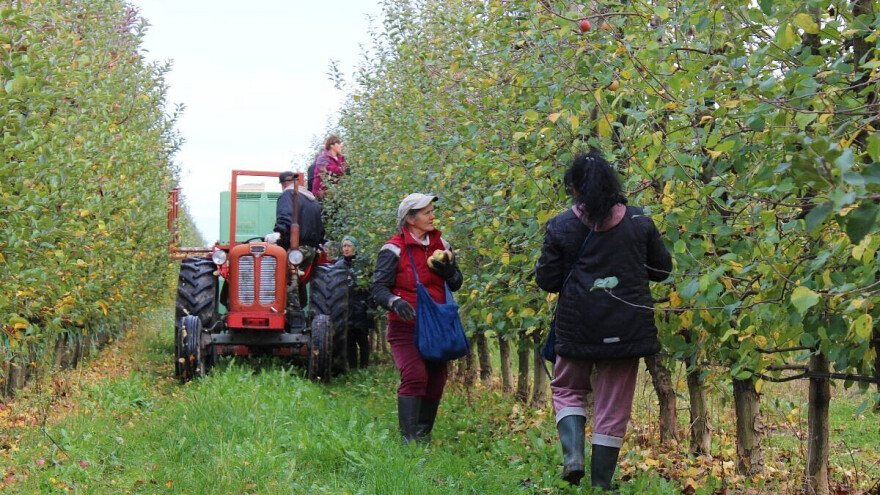 Koji su uvjeti i kako do potpore primarnim poljoprivrednim proizvođačima?