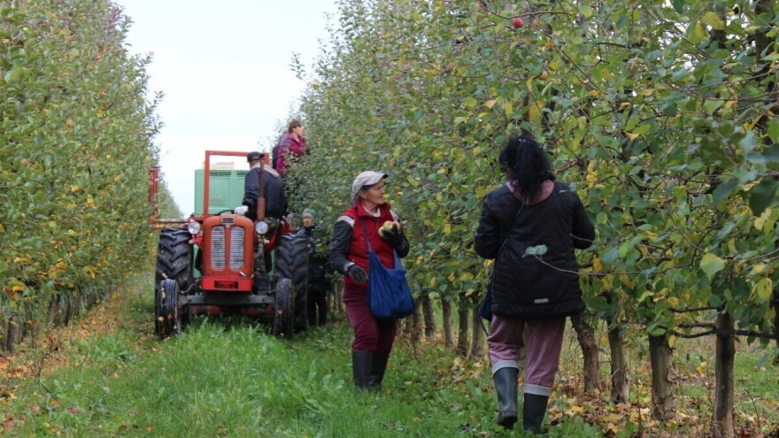 Bazen s pogledom na voćnjak, spojio uzgoj i preradu voća s turizmom