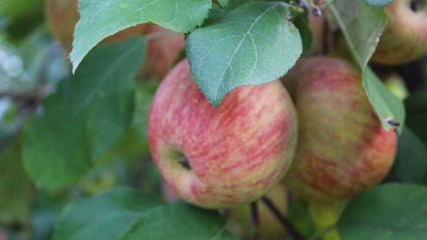 Priznata prva oznaka "Dokazana kvaliteta - Hrvatska" za sektor voća