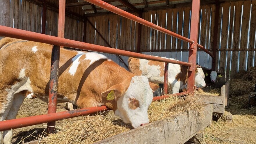 Kako treba da se projektuje staja za uzgoj teladi?
