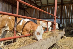 Vučković na Agrifishu pozvala na rješavanje problema previsokih cijena stočne hrane