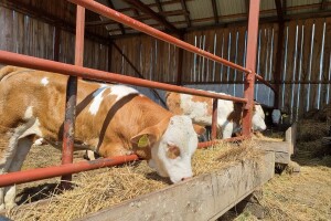 Vučković na Agrifishu pozvala na rješavanje problema previsokih cijena stočne hrane