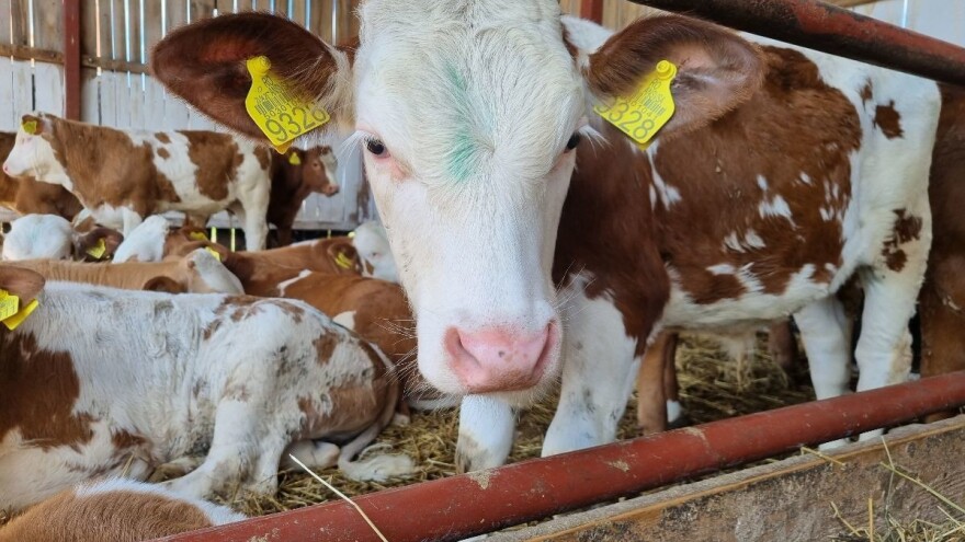 Porazna statistika bh. mljekarstva - uvoz prednjači u cijeni