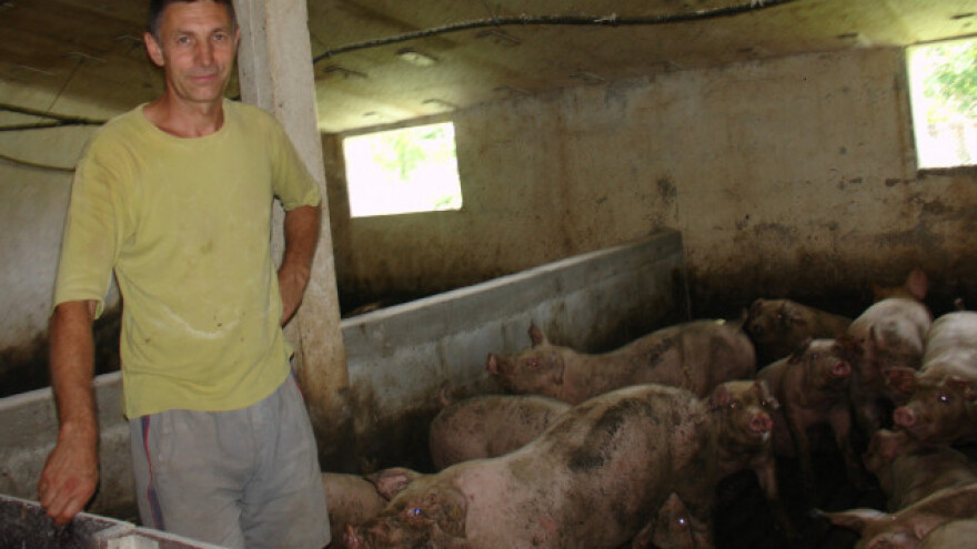 Tovi 250 svinja i radi ono što najbolje zna