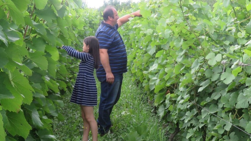 Svaštarenje je sve teže, zahvaljujući EU novcima OPG Jedličko orijentirat će se na lijesku i šljive