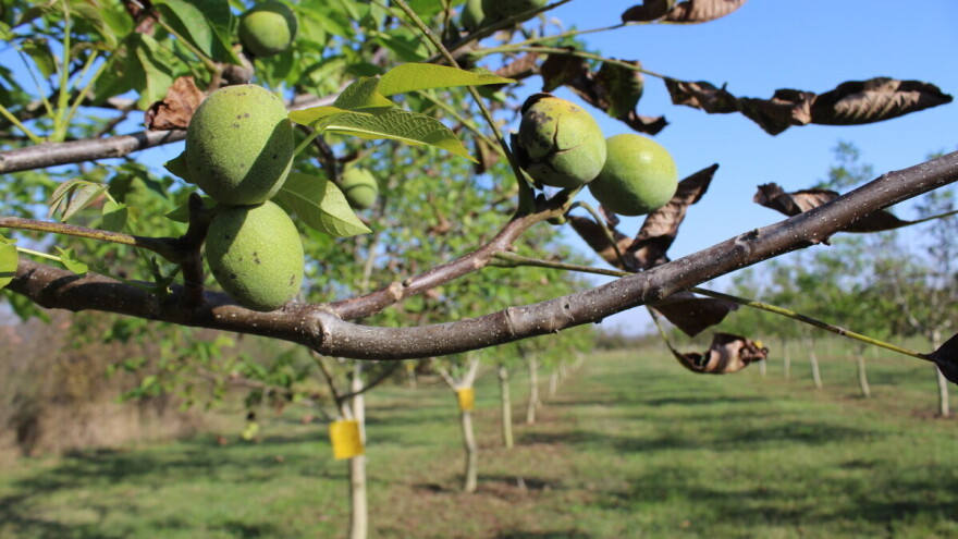 Jesenja zaštita lijeske i oraha od bakterijskih bolesti - evo s kojim preparatima