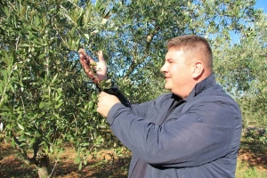 Valter i Luka Šarić: Listopadska nije rana, već pravodobna berba maslina