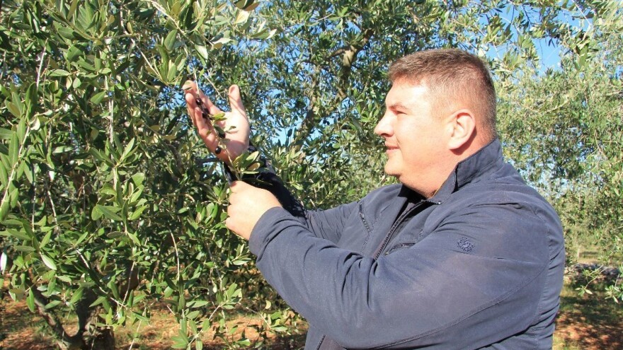Valter i Luka Šarić: Listopadska nije rana, već pravodobna berba maslina