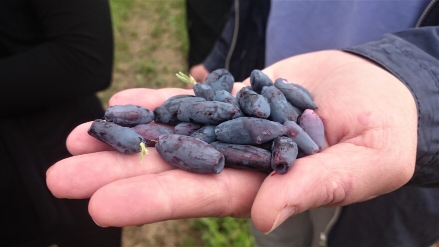 Nataša Veić: Sibirska borovnica moj je dopunski mirovinski fond