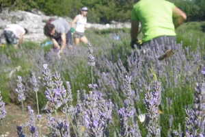 Lavanda inspirirala za diplomski rad, polje i danas posluži kao umjetnička instalacija