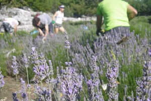 Lavanda inspirirala za diplomski rad, polje i danas posluži kao umjetnička instalacija