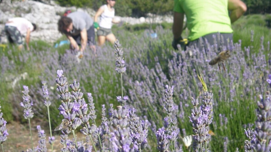 Lavanda inspirirala za diplomski rad, polje i danas posluži kao umjetnička instalacija