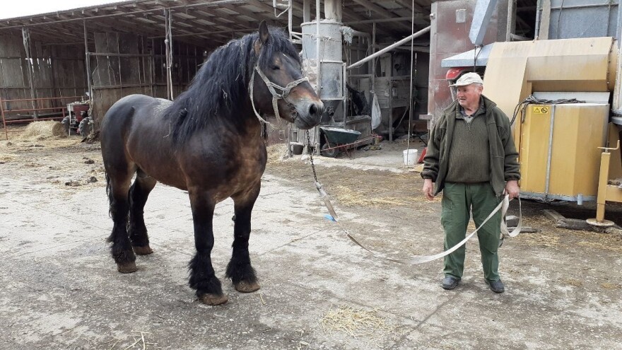 Vjekoslav Posarić prvi vraća blago s pašnjaka zimi jer zdravlje je bitnije od ušteda