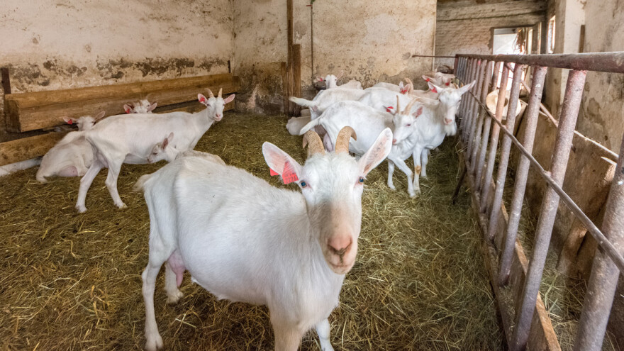 Udružili se, osnovali prvi organizirani kratki opskrbni lanac u Hrvatskoj i cijenu lišili posredničkih marži!