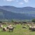 Više o razvoju ekstenzivnog stočarstva na hrvatskom kršu uskoro u Benkovcu