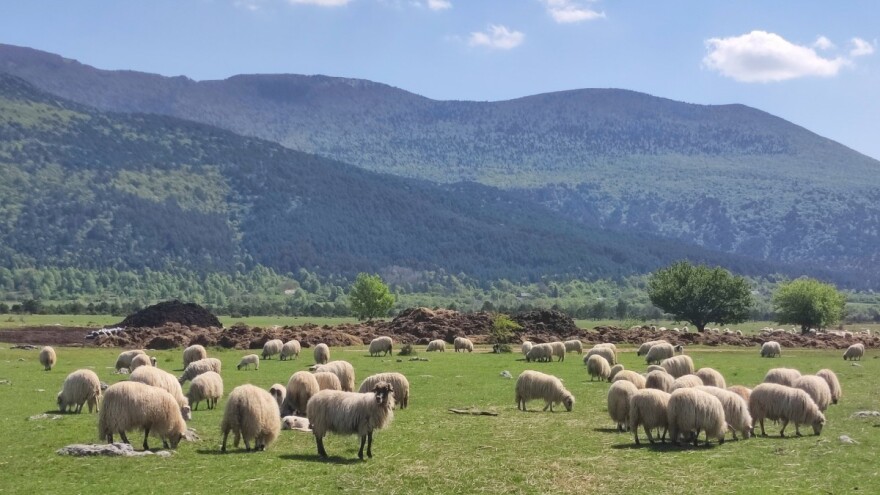 Više o razvoju ekstenzivnog stočarstva na hrvatskom kršu uskoro u Benkovcu