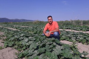 Batat iz doline Neretve: Željko Bjeliš odvažio se na, za ovaj kraj, neobičnu kulturu