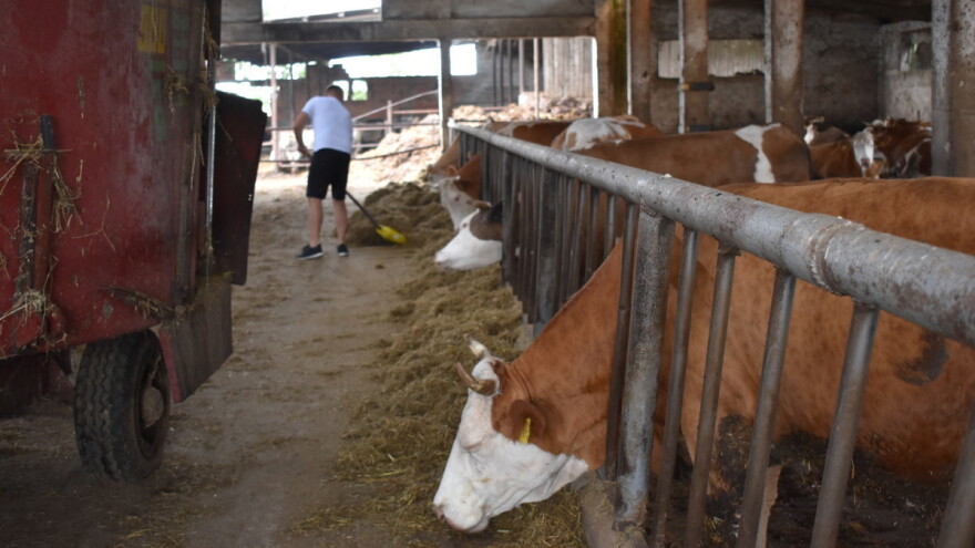 Krave imaju istančan ukus za muziku - znamo po količini mlijeka?