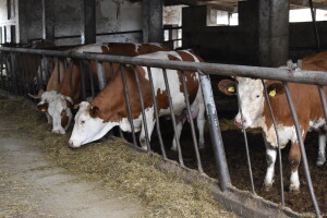 Proizvodi šumarstva i stočarstva premašili očekivanja u RS