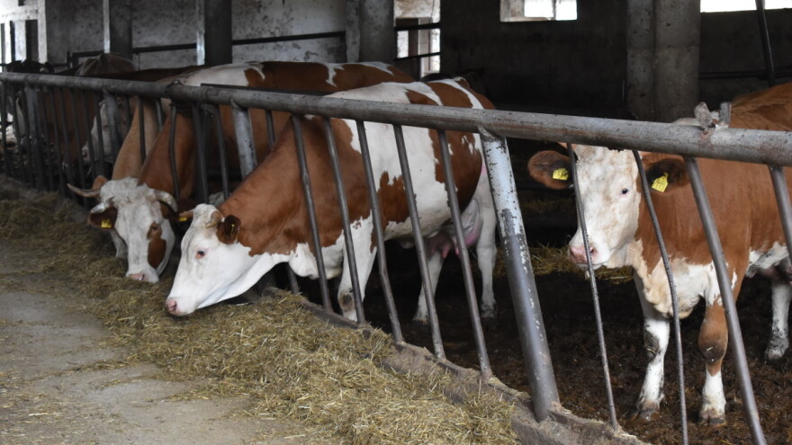 TISUP: Rast otkupne cijene mlijeka i mliječnih proizvoda