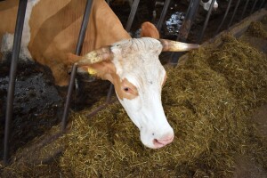Nedostatak minerala uzrokuje bolesti životinja - na šta obratiti pažnju?