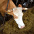 Šta će biti s farmama: Tuzlanski mljekari traže povećanje poticaja, sjetva prepolovljena