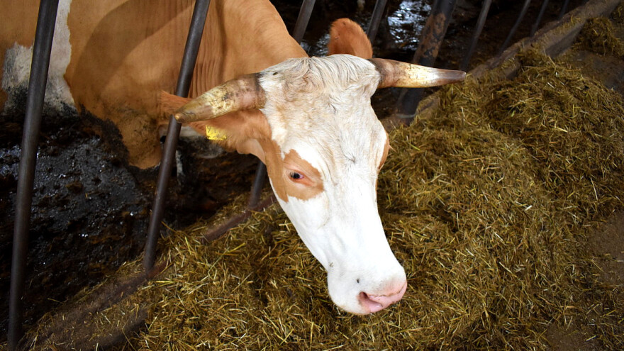 Šta će biti s farmama: Tuzlanski mljekari traže povećanje poticaja, sjetva prepolovljena