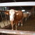 Stočari zahtevaju od države čišćenje Registra goveda od fiktivnih krava