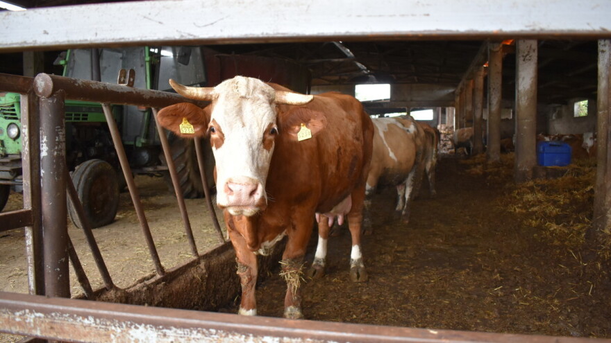 Stočari zahtevaju od države čišćenje Registra goveda od fiktivnih krava