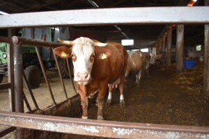 Uzgajivači konja, ovaca, koza i goveda u sustavu krava-tele ispunite anketu za Mjeru 4