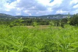 Zakon je izmijenjen, sad je moguće koristiti cijelu biljku industrijske konoplje