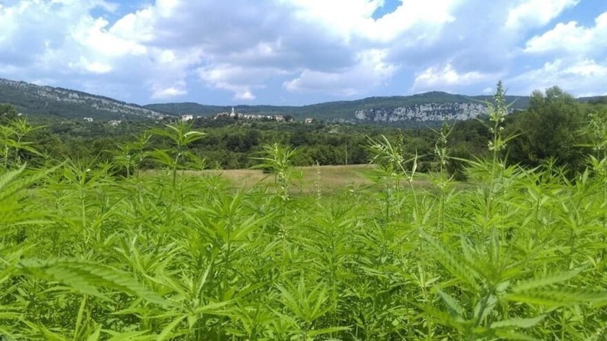 Zakon je izmijenjen, sad je moguće koristiti cijelu biljku industrijske konoplje
