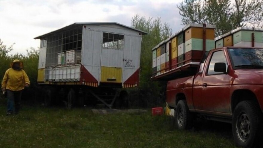 Pčelarica iz netaknute prirode Kopačkog rita